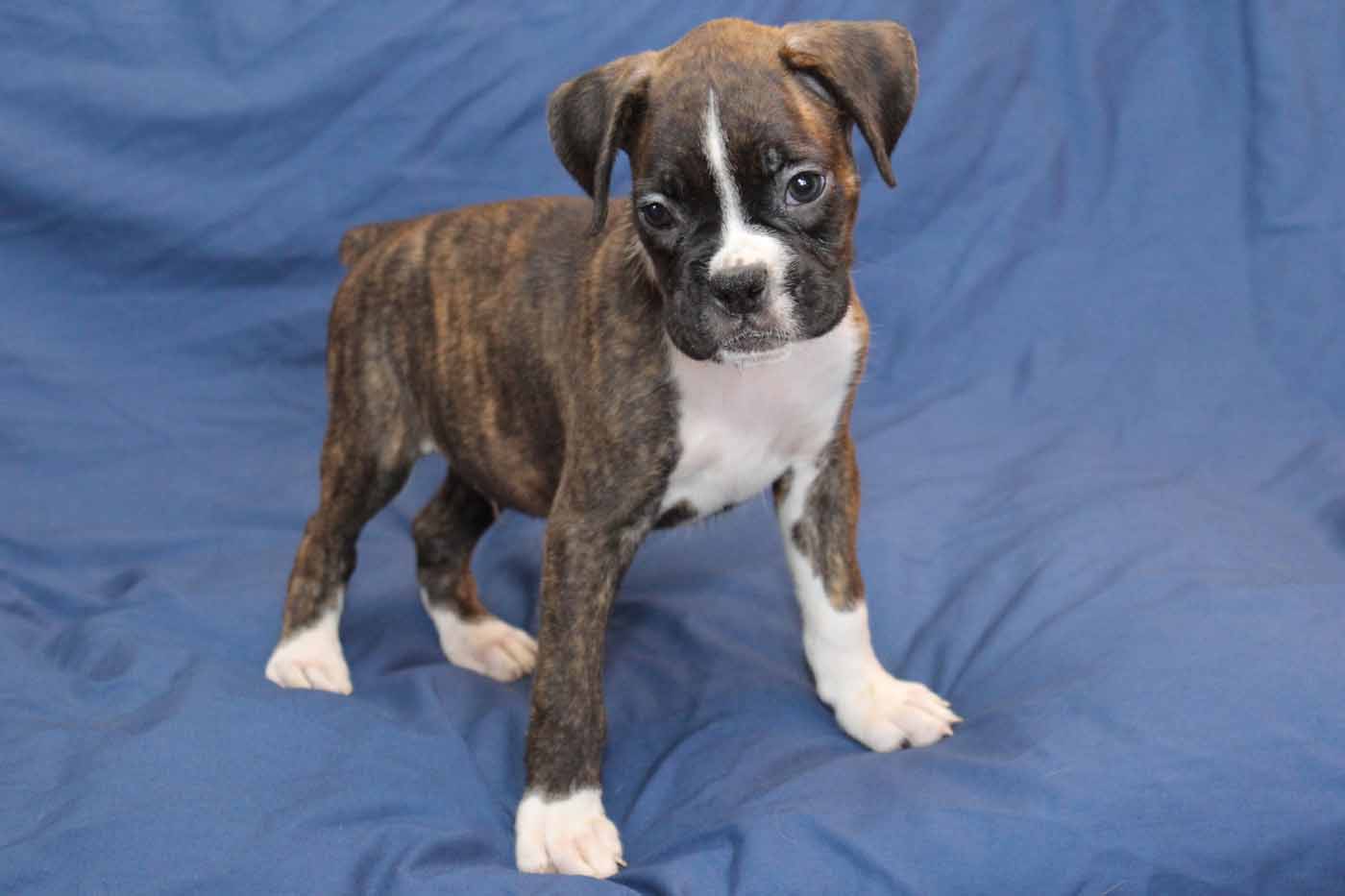 boxer puppies for sale boxer puppies for sale