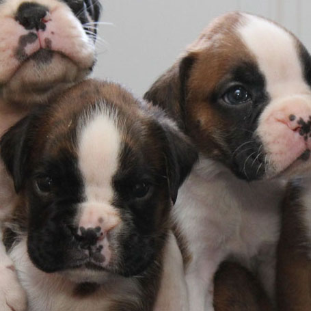 inland empire boxer puppies