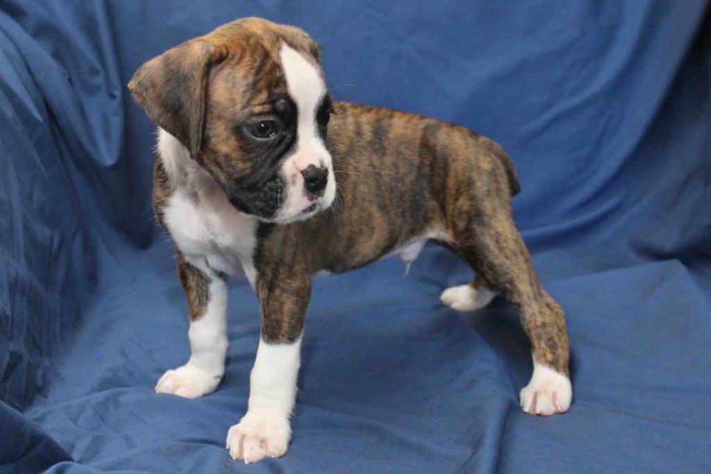 london5boxerpuppyforsale