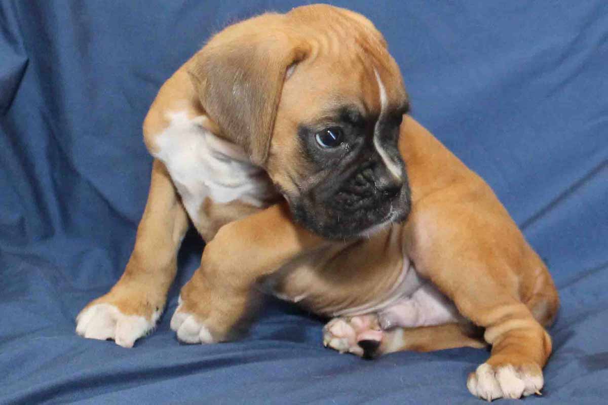 max-boxer-puppy-for-sale – NorthViewBoxers.com
