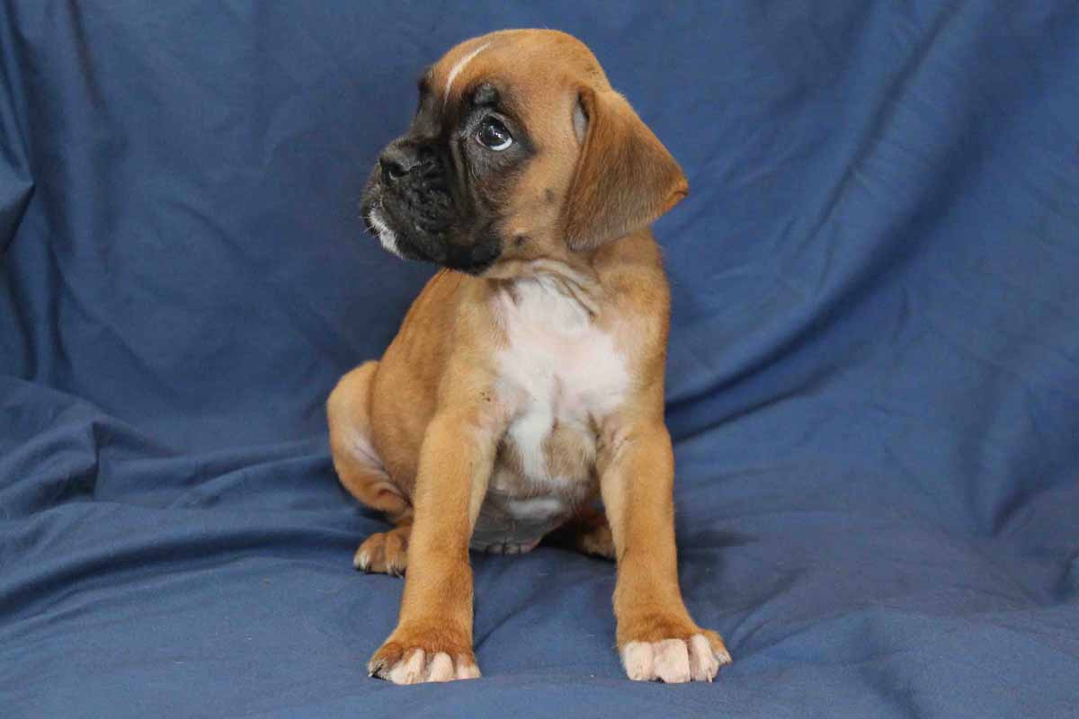 spike2-boxer-puppy-for-sale – NorthViewBoxers.com