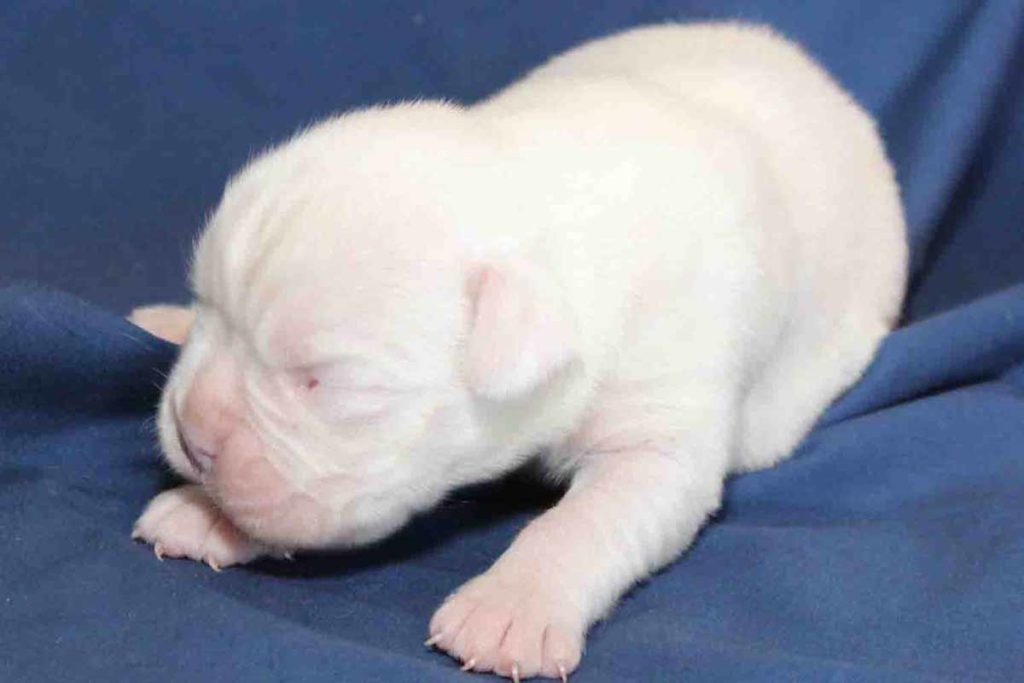 Picture of a male white Boxer puppy on a dark blue background
