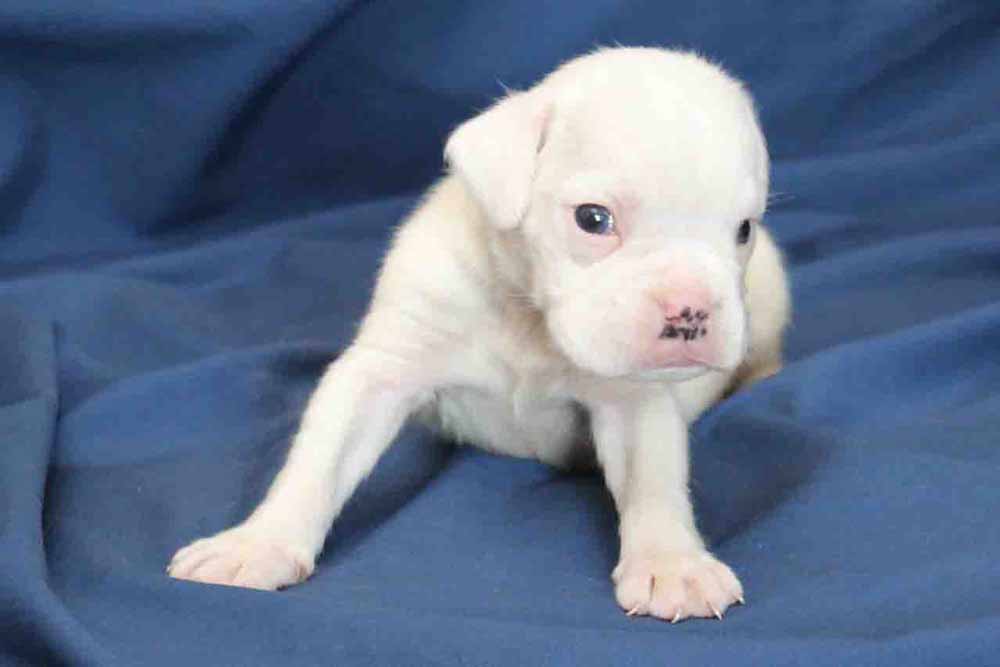 bones4pictureofboxerpuppy