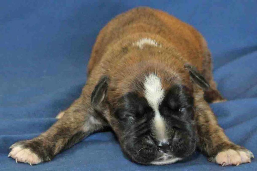 2 week old male brindle boxer puppy