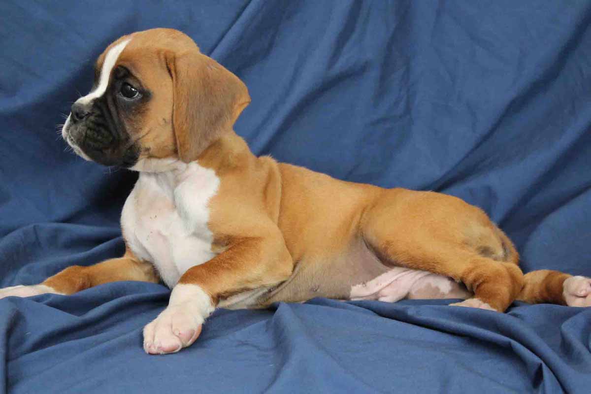 diesel7-boxer-puppy – NorthViewBoxers.com
