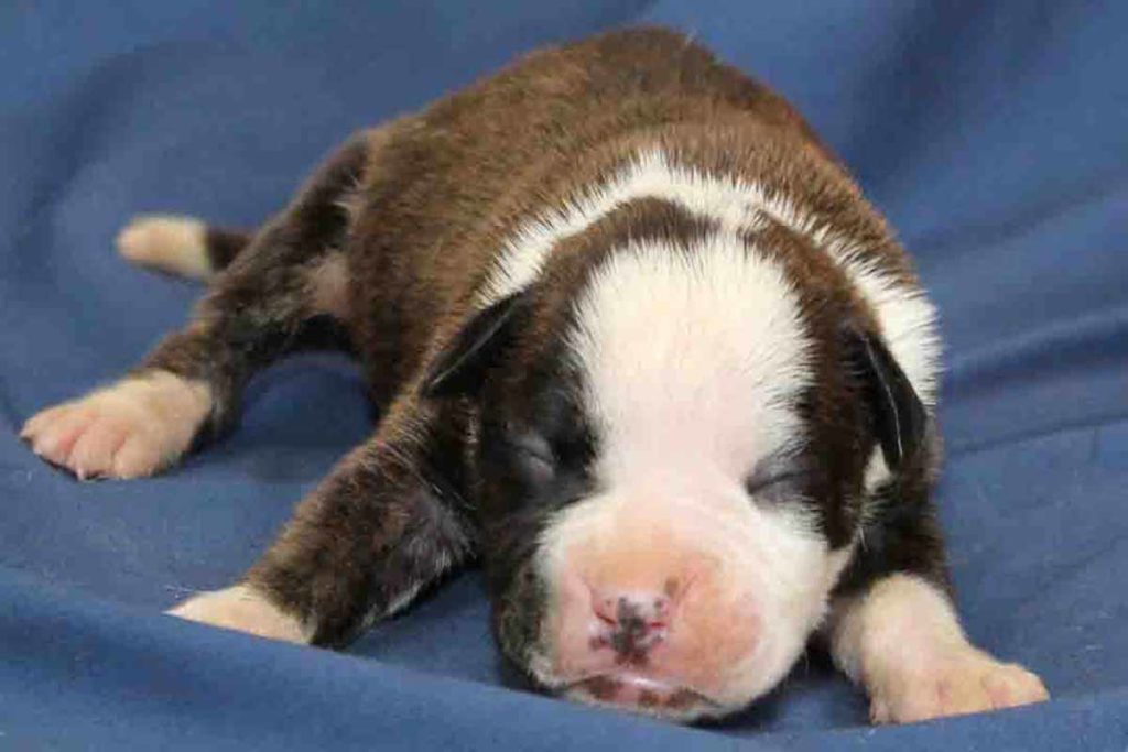 A very flashy brindle female Boxer puppy