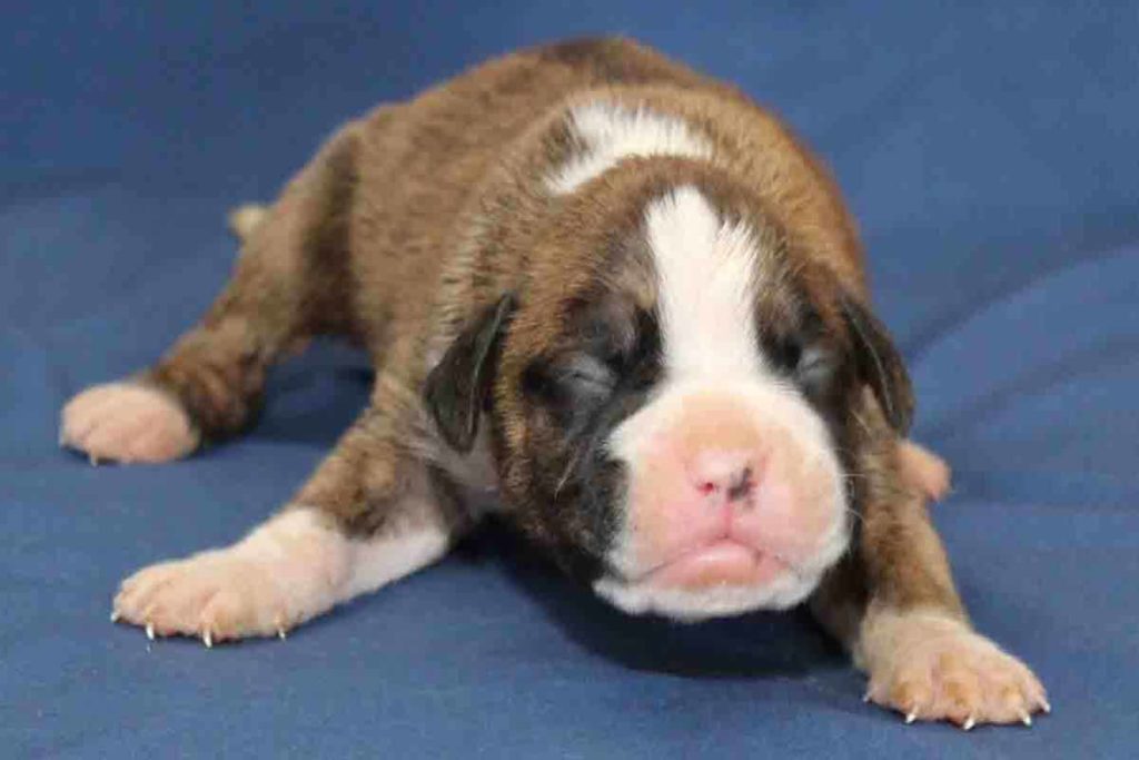 Very flashy brindle 2 week old female Boxer puppy