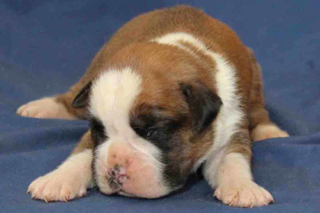 Infant male Boxer puppy with flashy fawn markings
