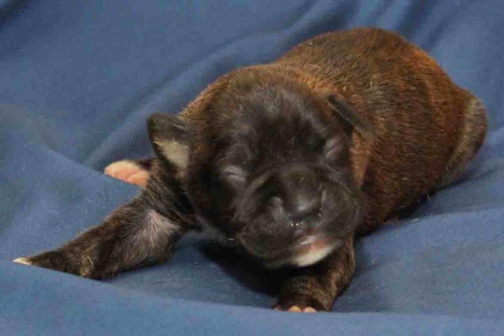 Female brindle boxer puppy looking at the camera