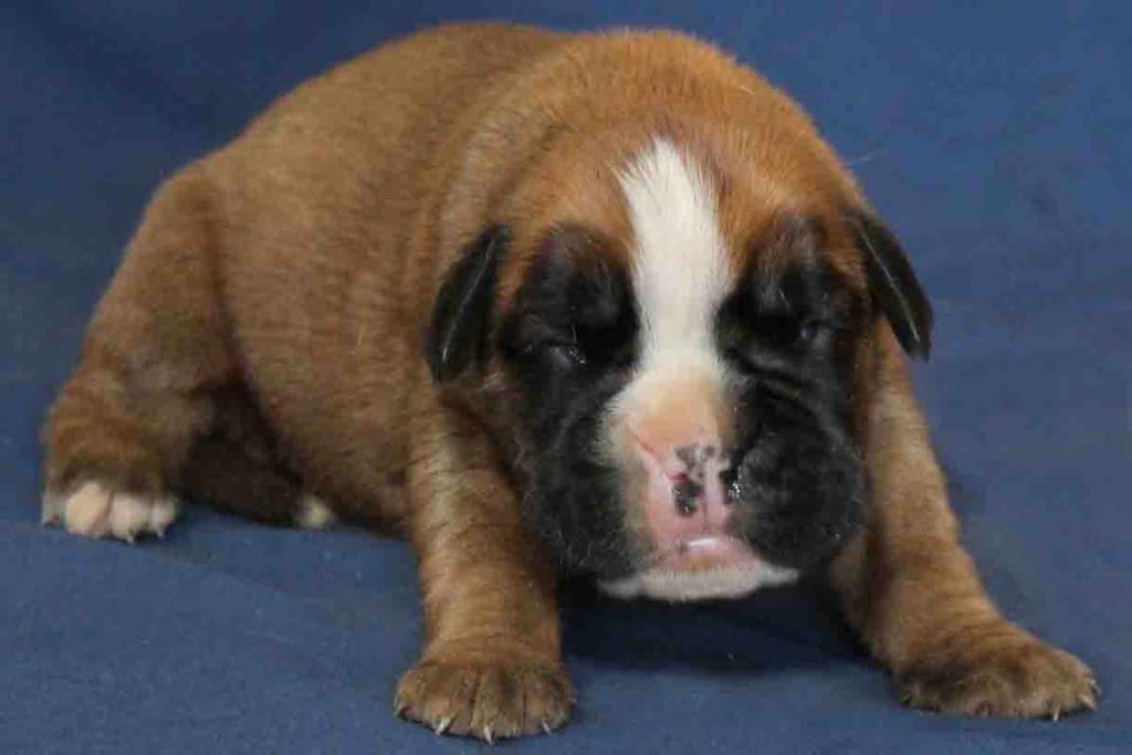 Female fawn infant boxer puppy with black mask