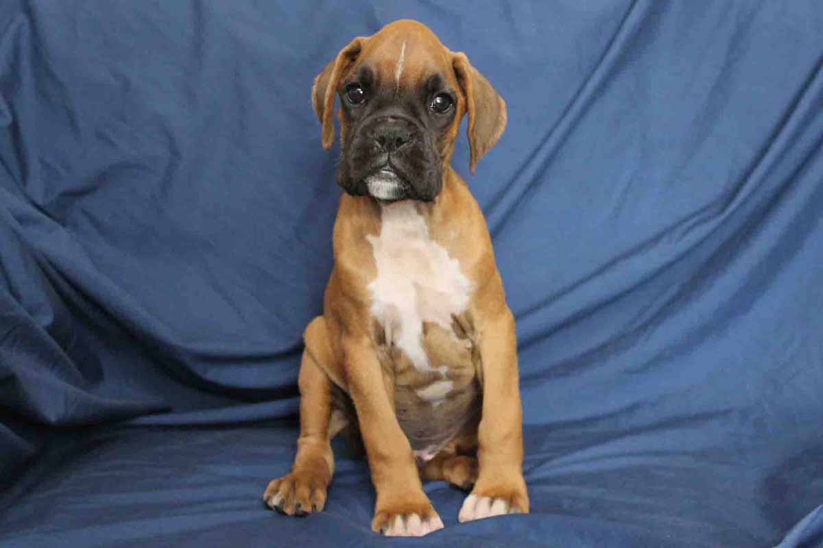 spike3-boxer-puppy – NorthViewBoxers.com