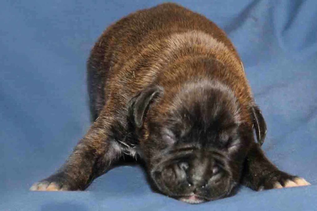 2 week old solid brindle male boxer puppy