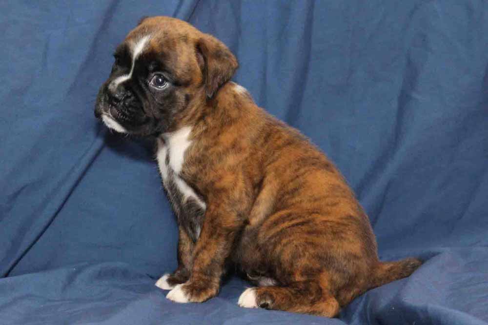 boxer puppy pictures boxer puppy pictures